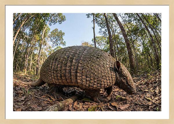 Giant Armadillo In The Wild