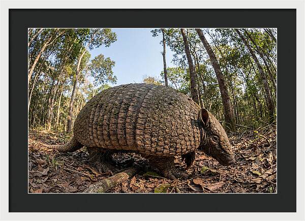 Giant Armadillo In The Wild
