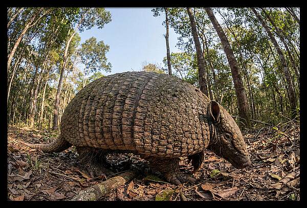 Giant Armadillo In The Wild