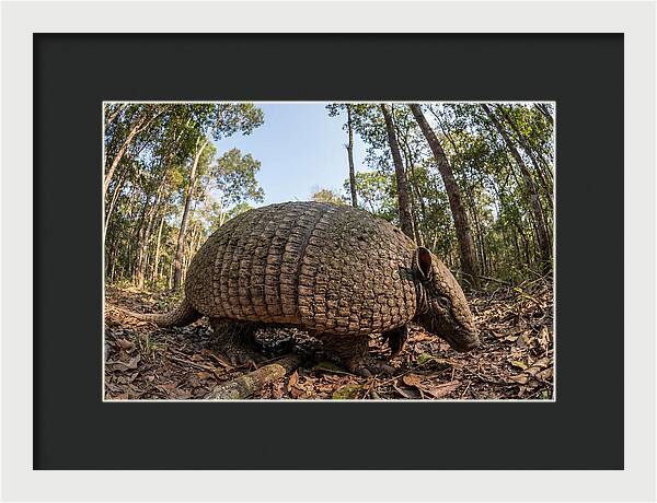 Giant Armadillo In The Wild