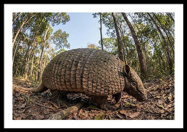 Giant Armadillo In The Wild