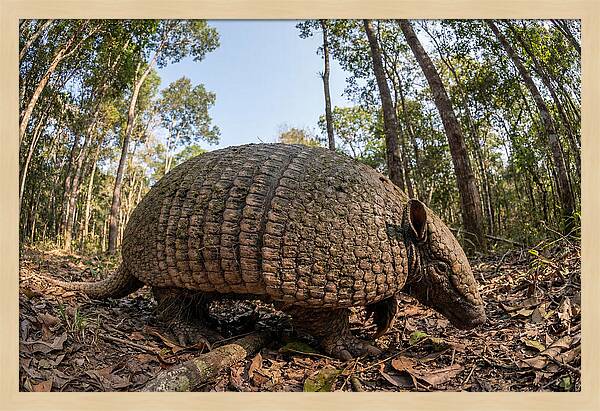 Giant Armadillo In The Wild