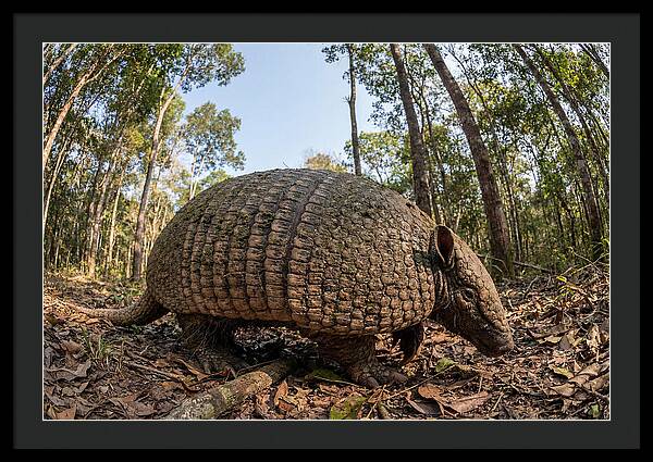 Giant Armadillo In The Wild