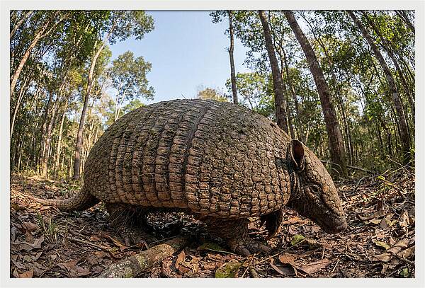 Giant Armadillo In The Wild