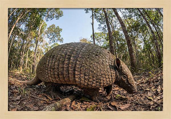 Giant Armadillo In The Wild