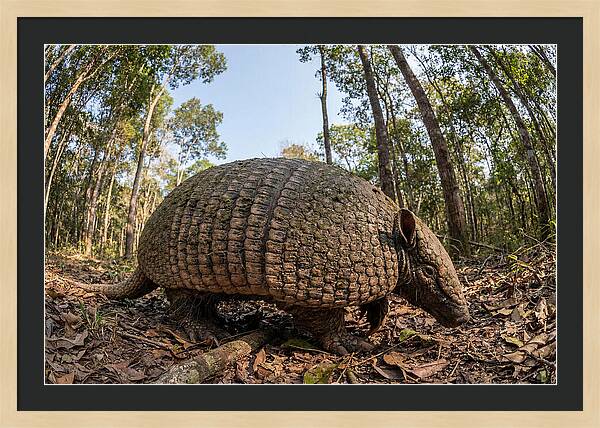 Giant Armadillo In The Wild