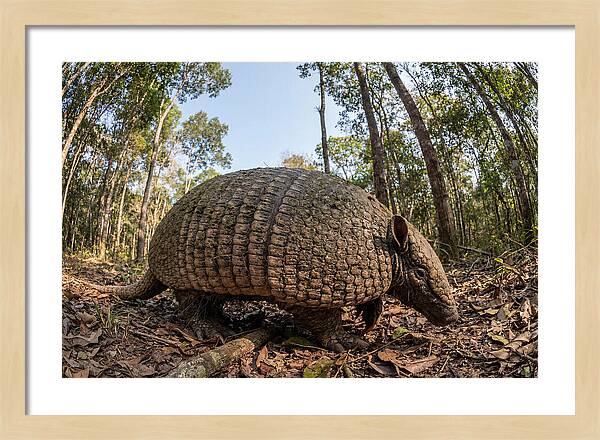 Giant Armadillo In The Wild