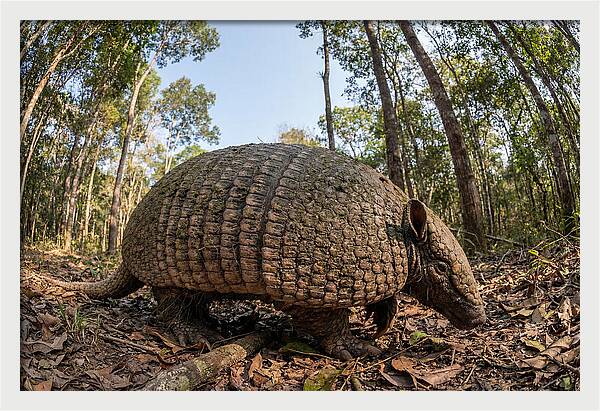 Giant Armadillo In The Wild