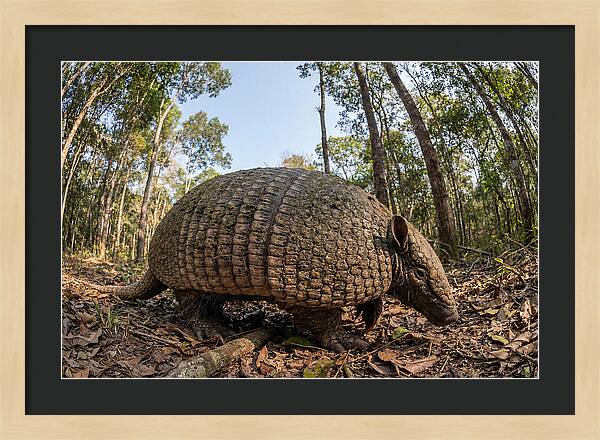 Giant Armadillo In The Wild
