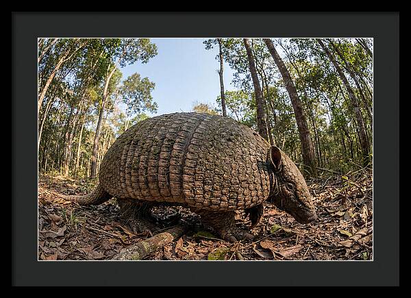 Giant Armadillo In The Wild