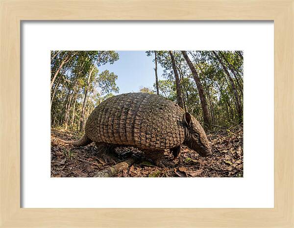 Giant Armadillo In The Wild