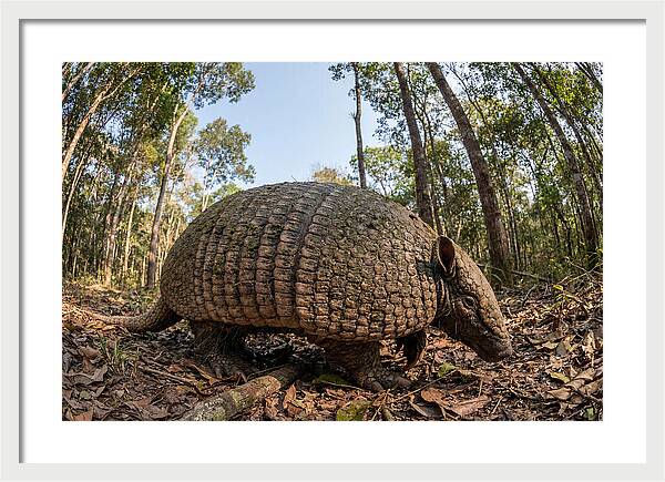 Giant Armadillo In The Wild