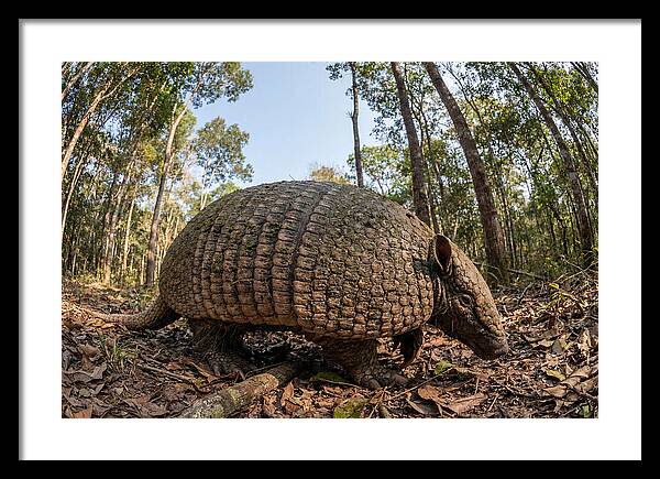 Giant Armadillo In The Wild