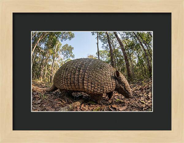 Giant Armadillo In The Wild