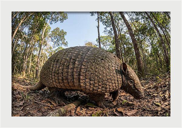 Giant Armadillo In The Wild
