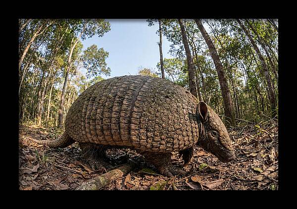 Giant Armadillo In The Wild