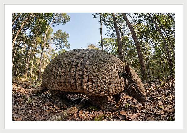 Giant Armadillo In The Wild