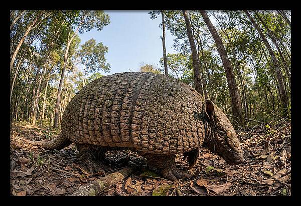 Giant Armadillo In The Wild