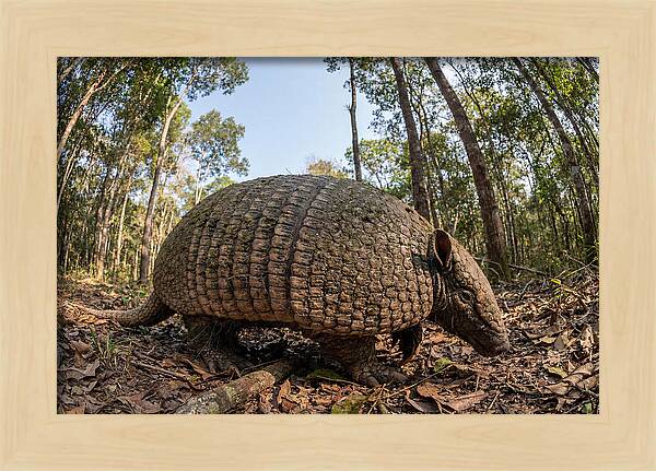 Giant Armadillo In The Wild