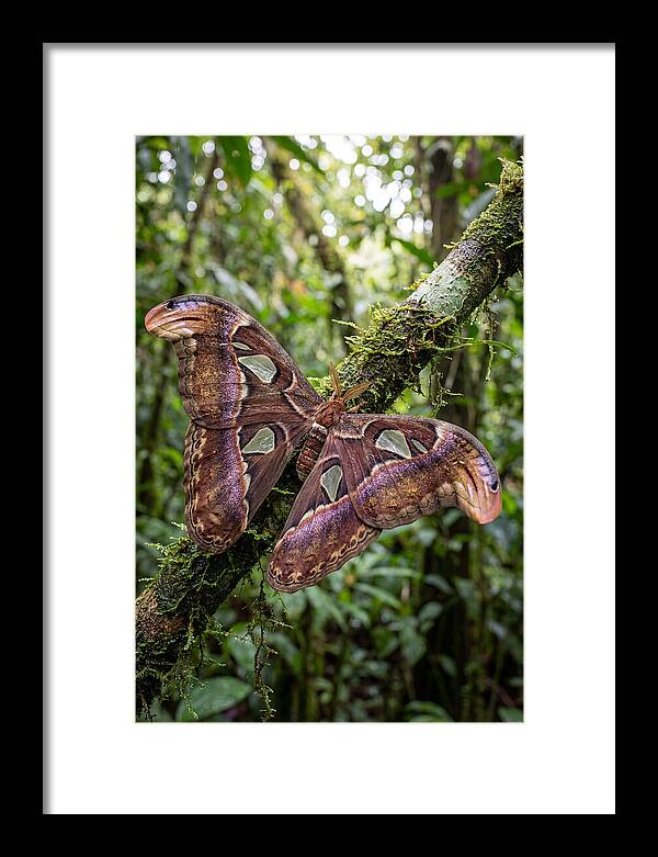 Giant Atlas Moth In Nature