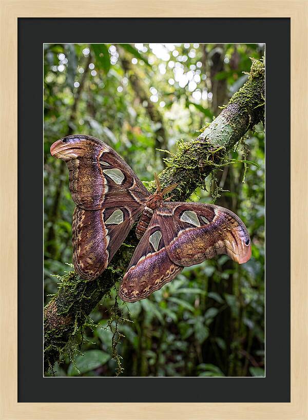 Giant Atlas Moth In Nature