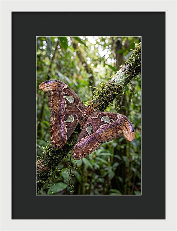 Giant Atlas Moth In Nature