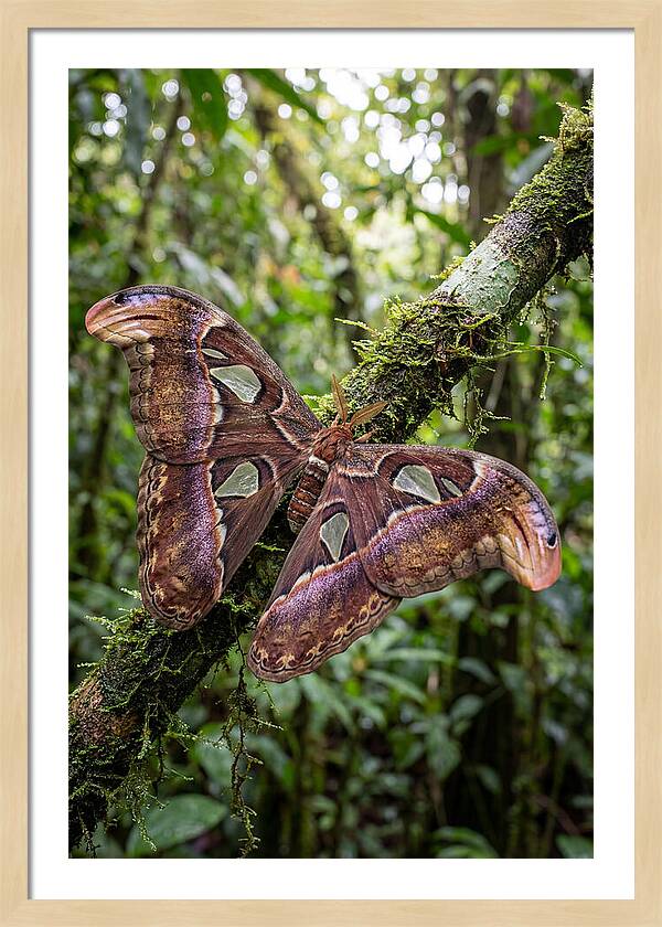 Giant Atlas Moth In Nature