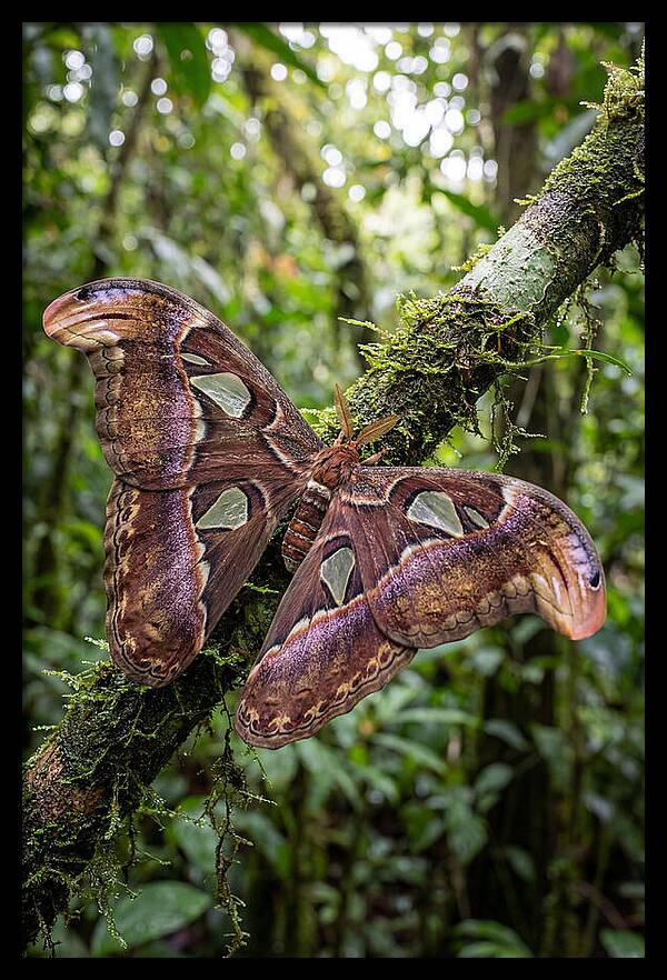 Giant Atlas Moth In Nature