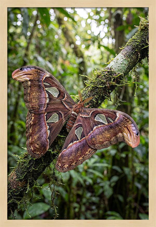 Giant Atlas Moth In Nature