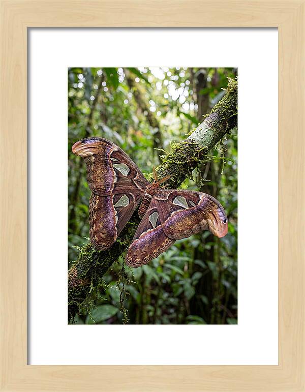 Giant Atlas Moth In Nature
