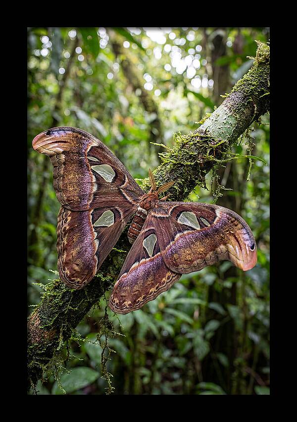 Giant Atlas Moth In Nature