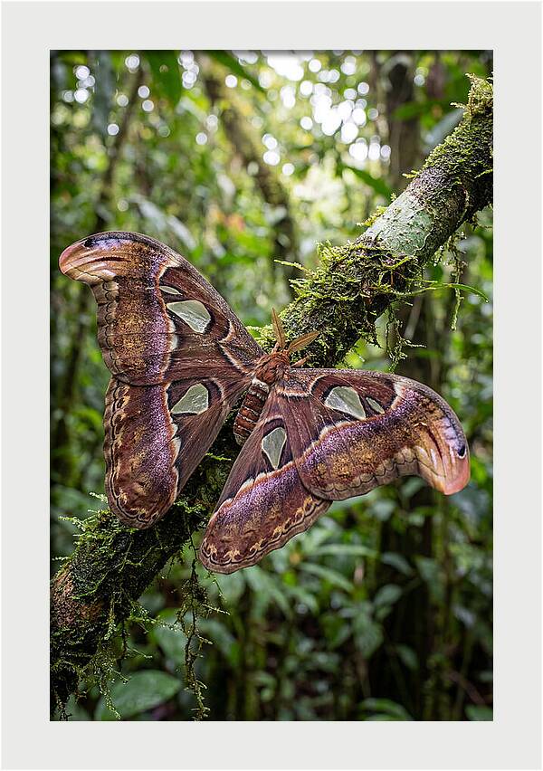 Giant Atlas Moth In Nature