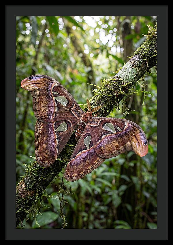 Giant Atlas Moth In Nature