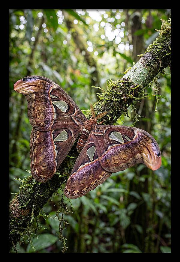 Giant Atlas Moth In Nature
