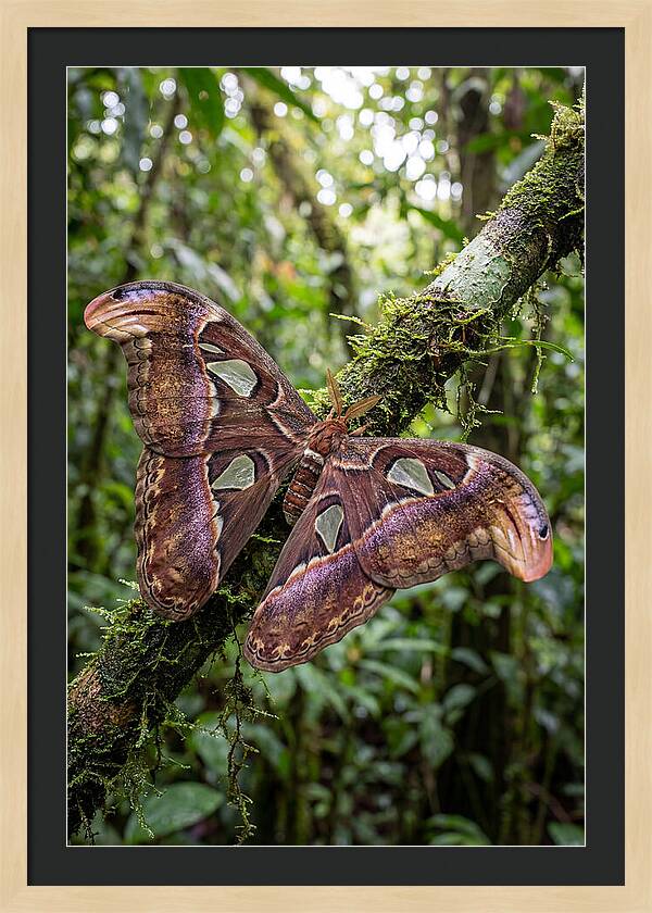 Giant Atlas Moth In Nature