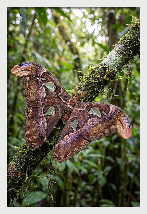 Giant Atlas Moth In Nature