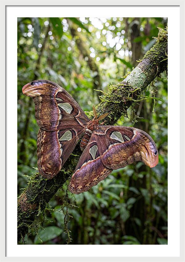 Giant Atlas Moth In Nature