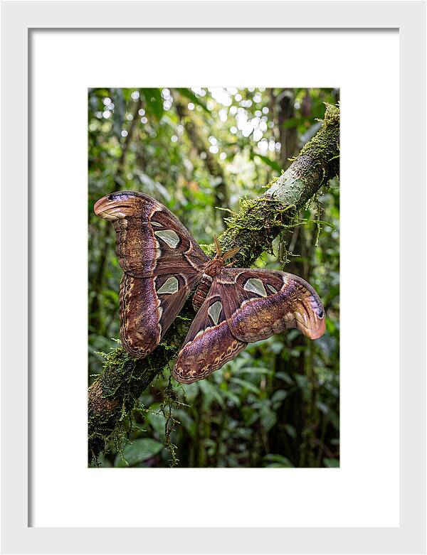 Giant Atlas Moth In Nature