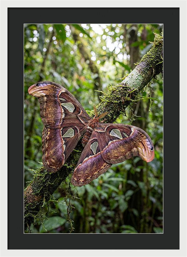Giant Atlas Moth In Nature