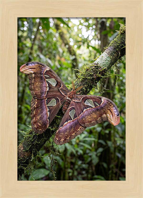 Giant Atlas Moth In Nature