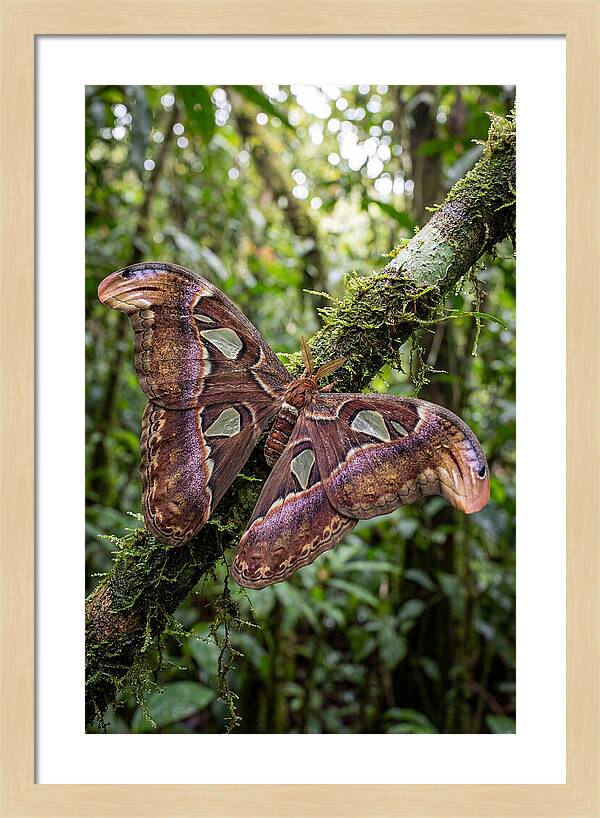 Giant Atlas Moth In Nature