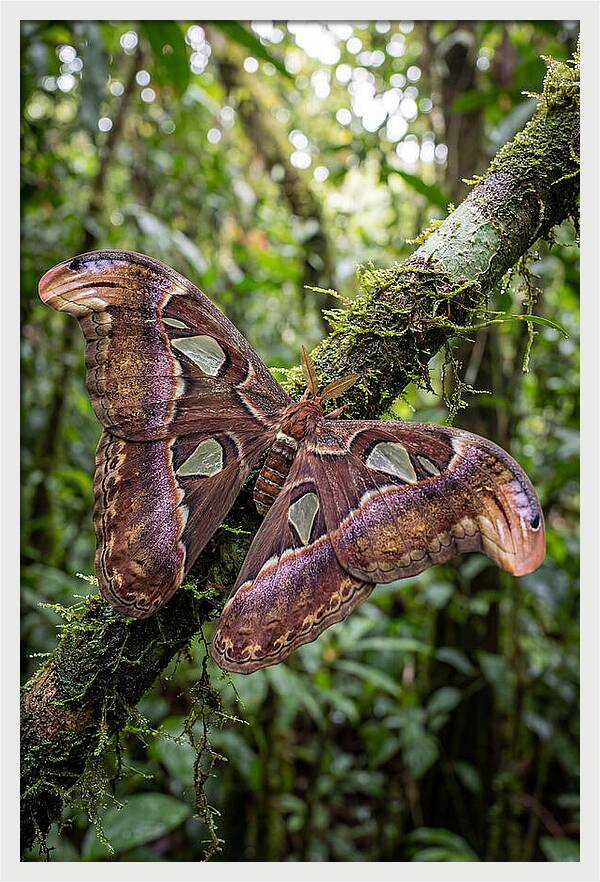 Giant Atlas Moth In Nature