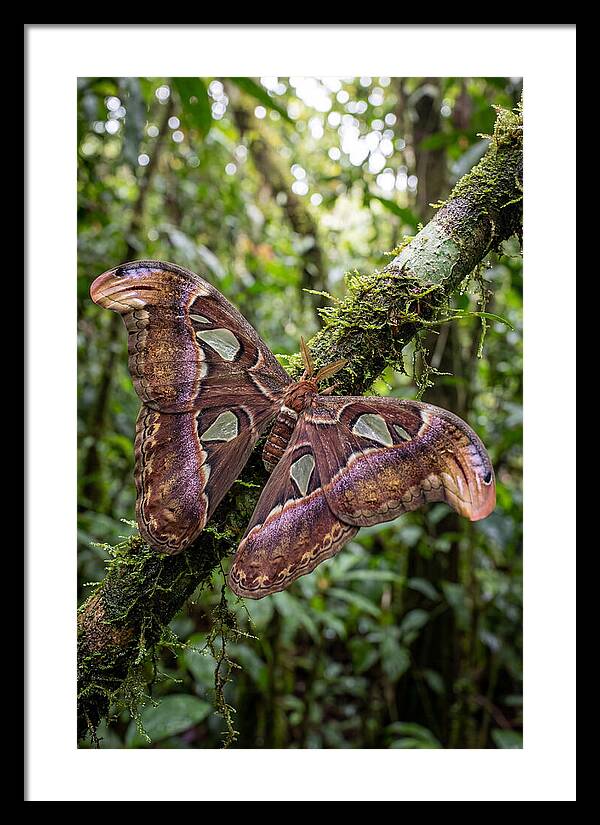 Giant Atlas Moth In Nature