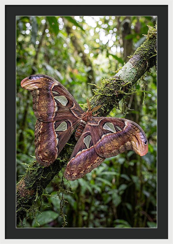 Giant Atlas Moth In Nature