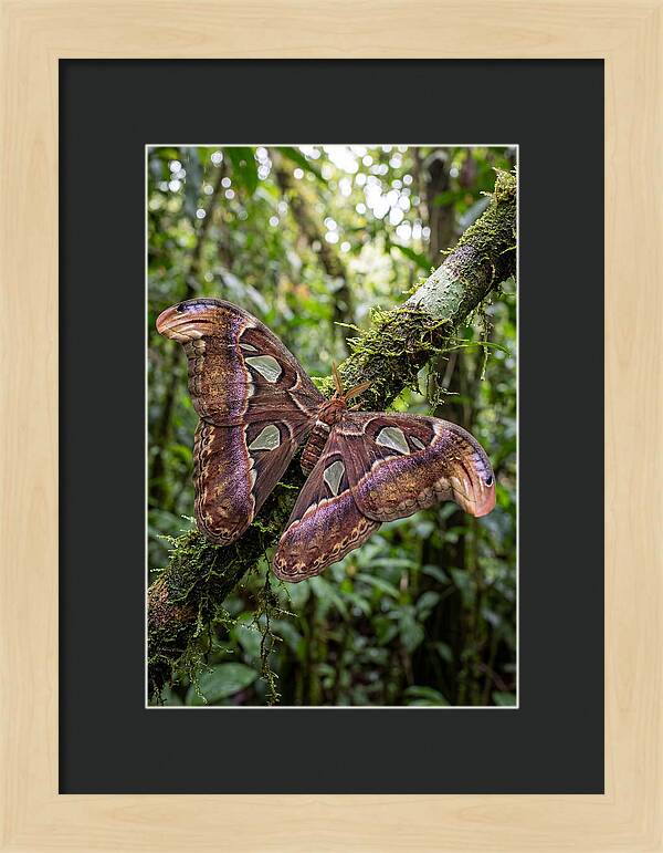 Giant Atlas Moth In Nature
