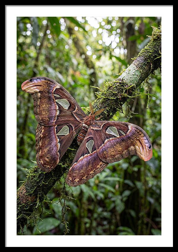 Giant Atlas Moth In Nature