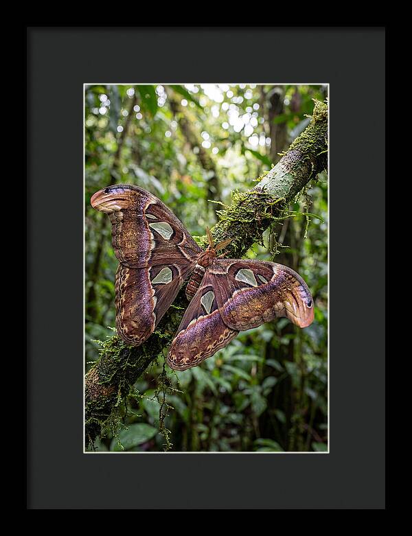 Giant Atlas Moth In Nature