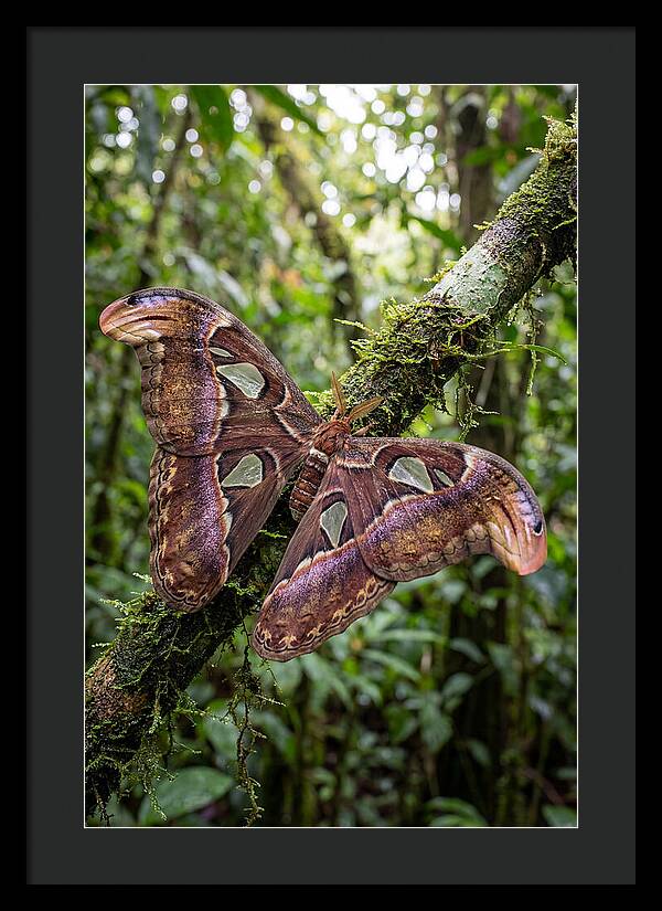 Giant Atlas Moth In Nature