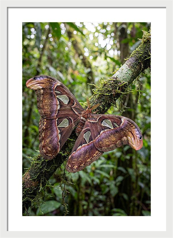 Giant Atlas Moth In Nature
