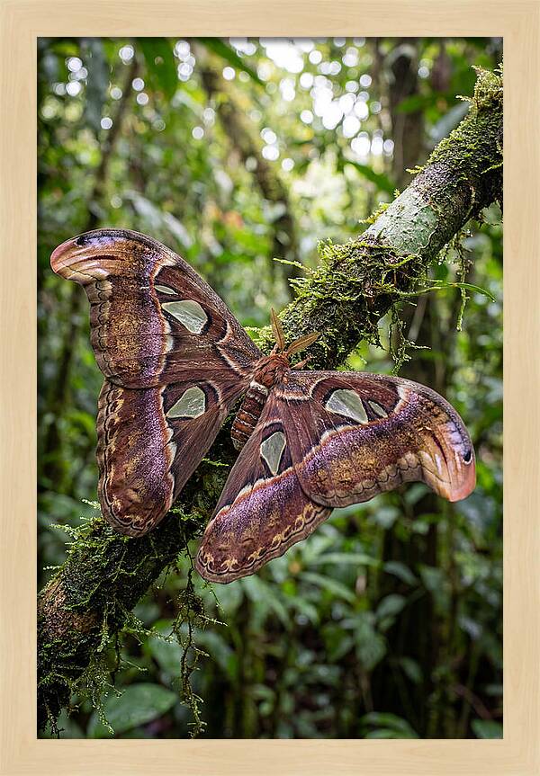Giant Atlas Moth In Nature